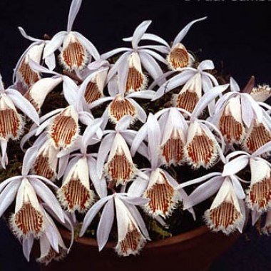 Pleione humilis Farrer winner 600x4505